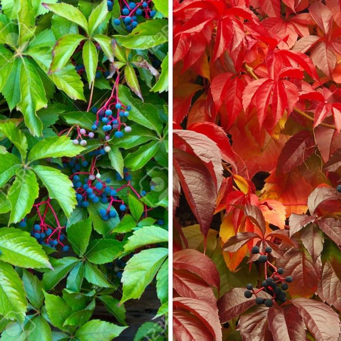 Vita De Vie Canadiana