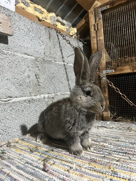 Vand iepuri urias german