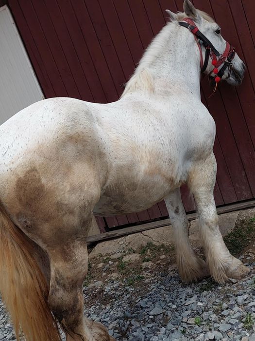 De vânzare iapa de 8 Anii