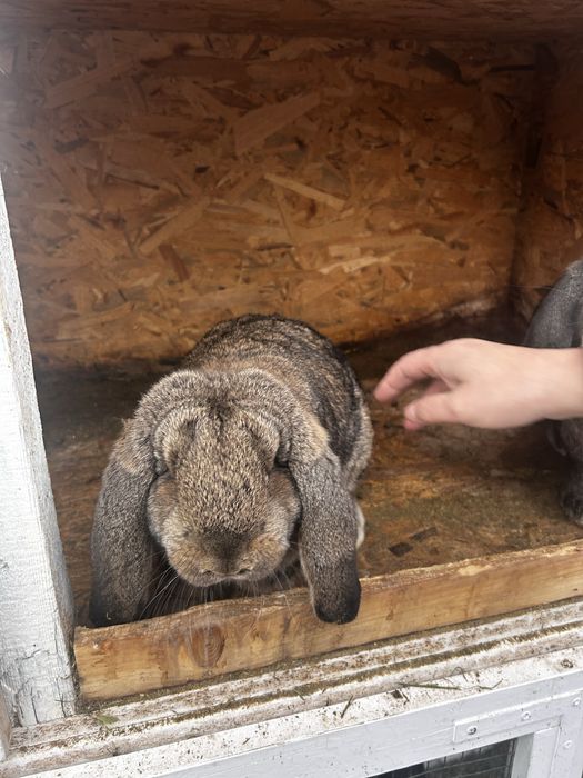 Iepuri berbec german