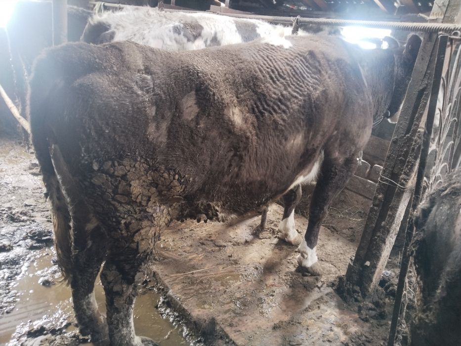 Корова в  городе