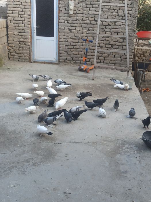 Kaftar sotiladi optim