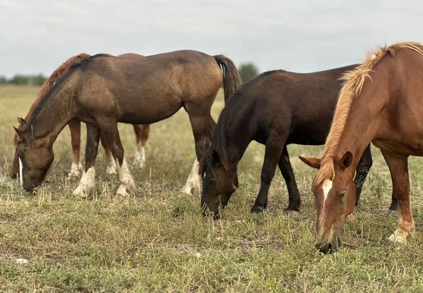 Лошади Жеребята Кобылы