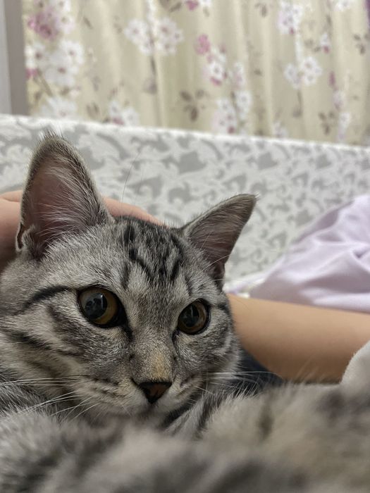 Продадим котенка 10 месяцев