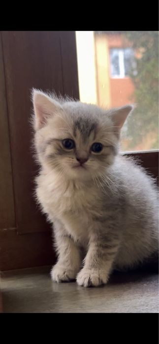 scottish fold sotiladi