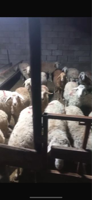 Бараныыы продаммммсс