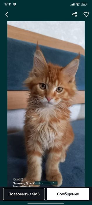 Продам котёнка мейн кун девочка