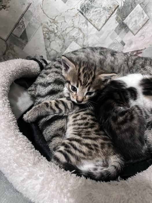 Котята мальчики отдам добрые руки
