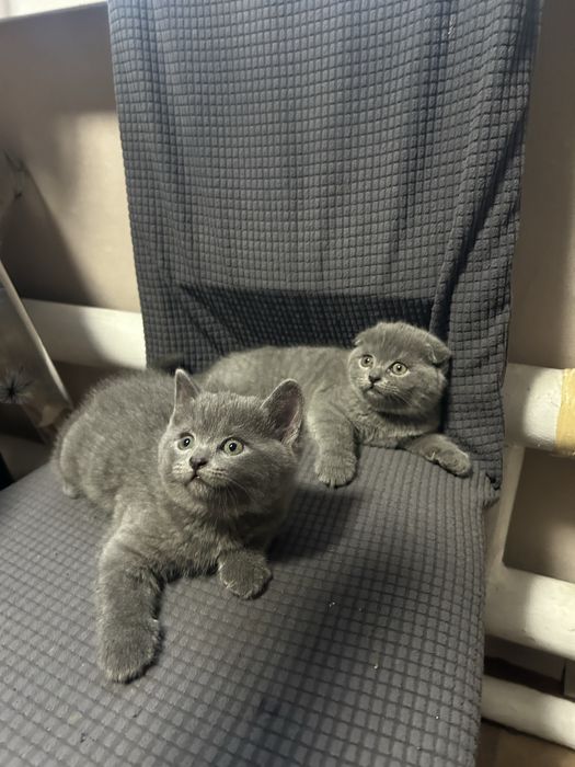 Котята британские,короткошерстные