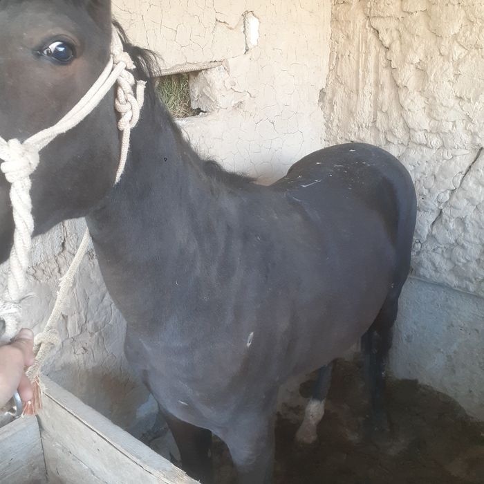 Тай сатылады 1 5жас коктемде 2 жас