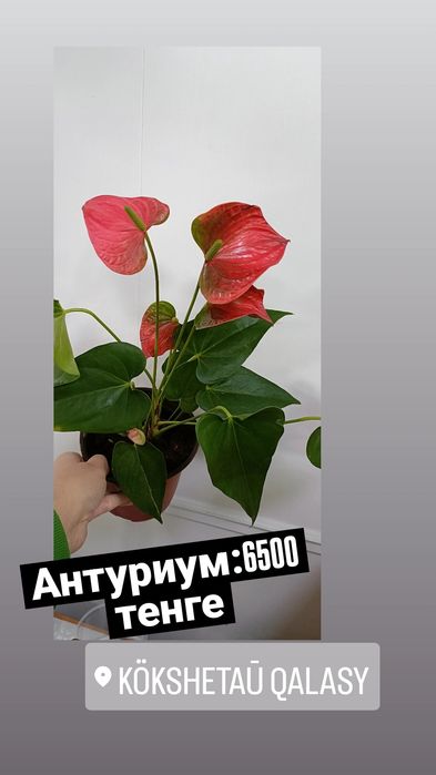 Антуриум:6500 тенге