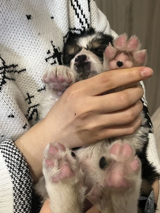 Щенок девочка 2-3 месяца, привезем сами