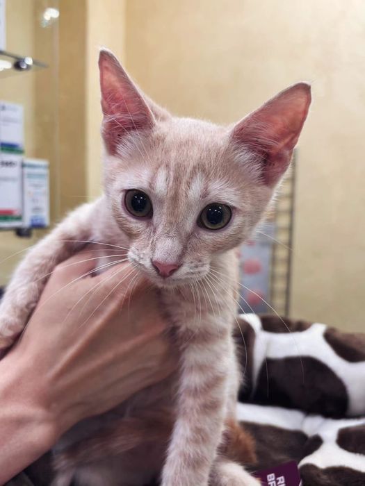 Котенок мальчик 5 месяцев