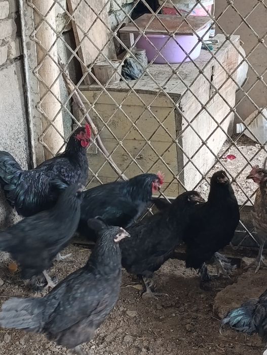 Товуклар сотилади