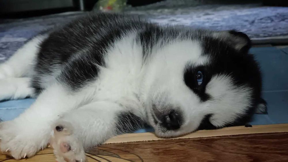 Бронь щенков "Сибирский Хаски"