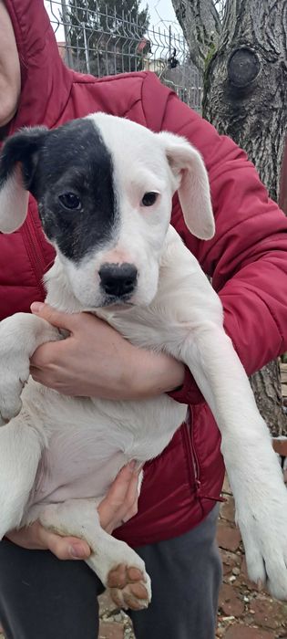 Mă numesc Lulu și părinții mă donează unei familii iubitoare.