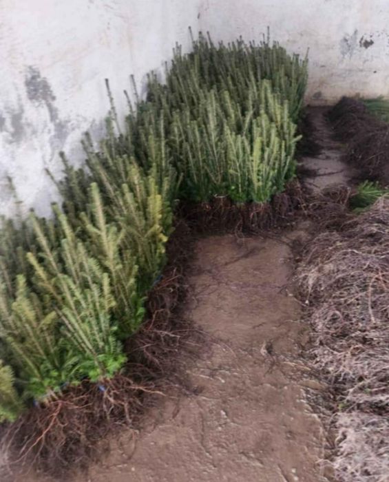 Vând puieți tratați cu prindere suta la suta  Salcâm mesteacăn