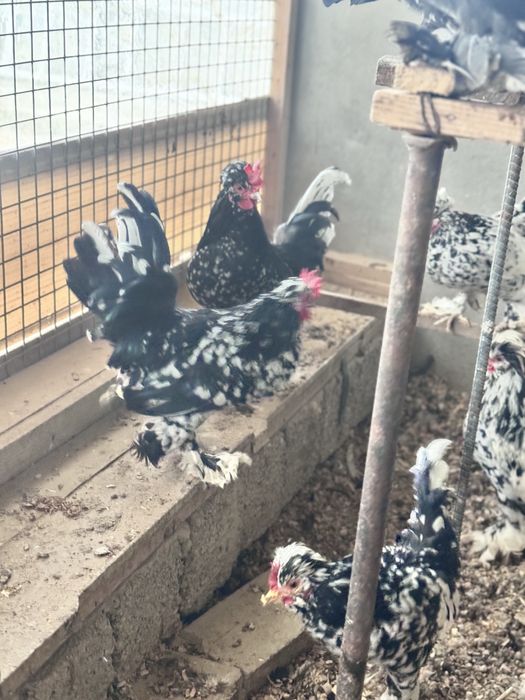 Yapon xorozla sotiladi