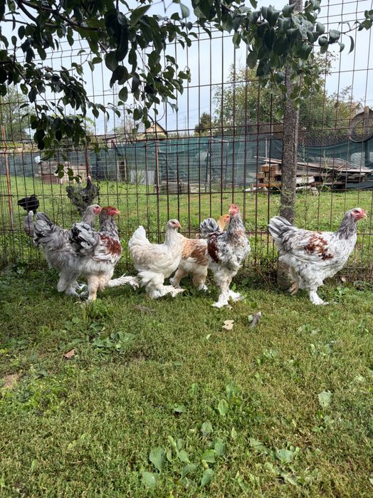 Brahma rotgesattelt