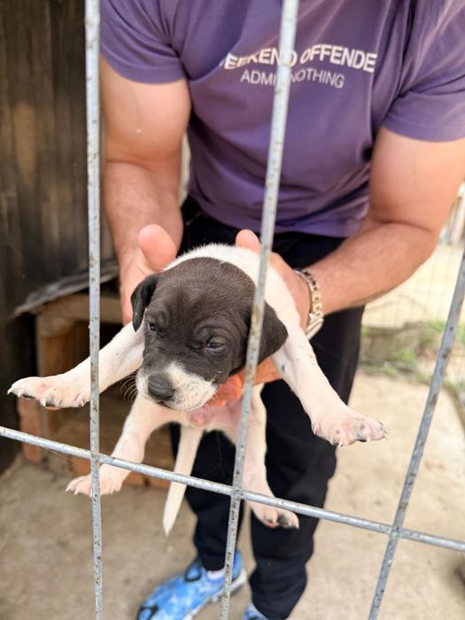 Catei de vandzare