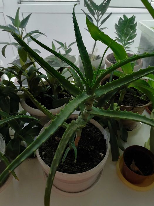 Золотой ус лечебный