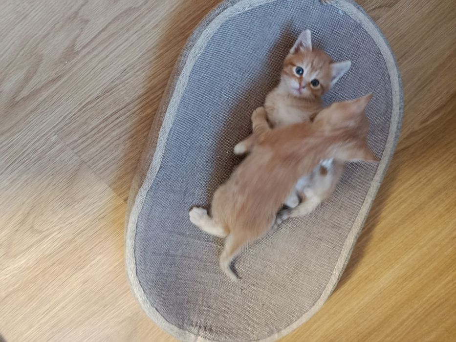 Отдам котят в хорошие руки