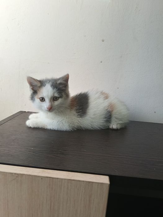 Котёнок девочка 2 месяца.