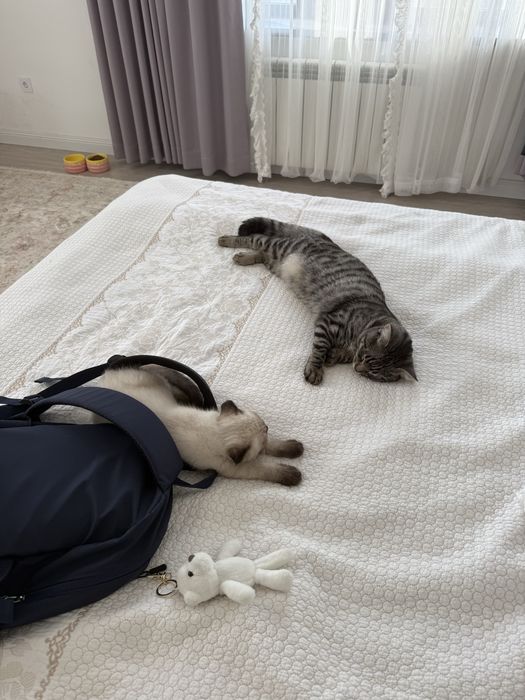 Две кошки продаютсья