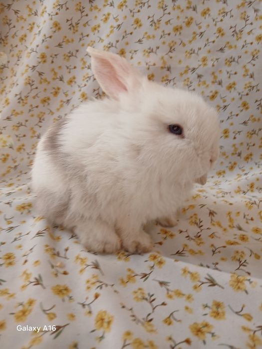 Карликивий  куйонлар ота онаси германя билан англя тоза куйонлар