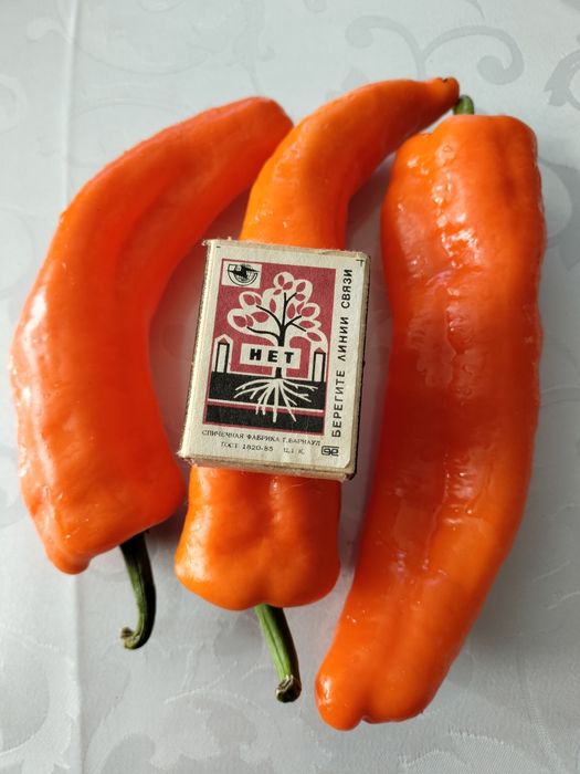 Продам семена сортового болгарского перца.