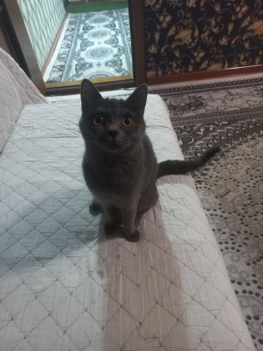 Продаётся британская кошка