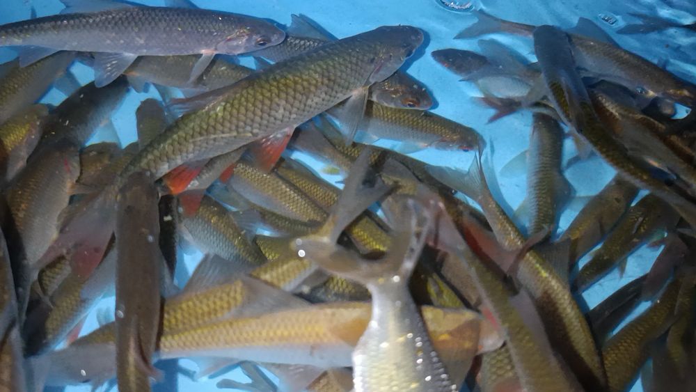 Малёк живец сарга зачаганск