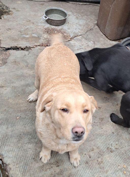 Donez Labrador Retriver Femela