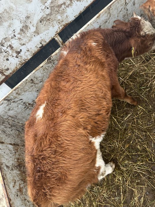 Корова и телка