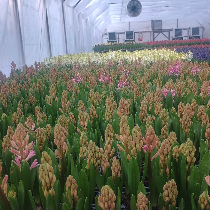 Zambile la ghiveci i