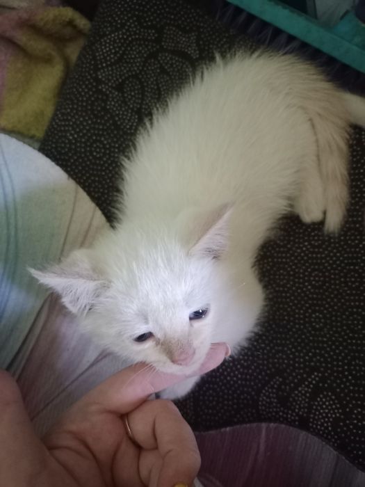 Отдам Котя в хорошие руки