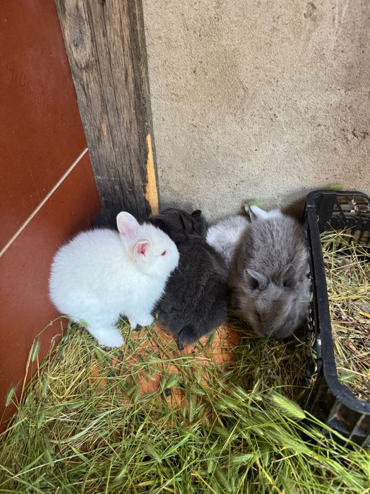 Vând  9 puiii iepuri pitici