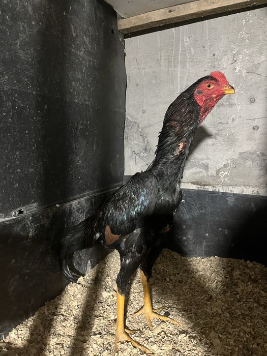 Продам дакана хорошего