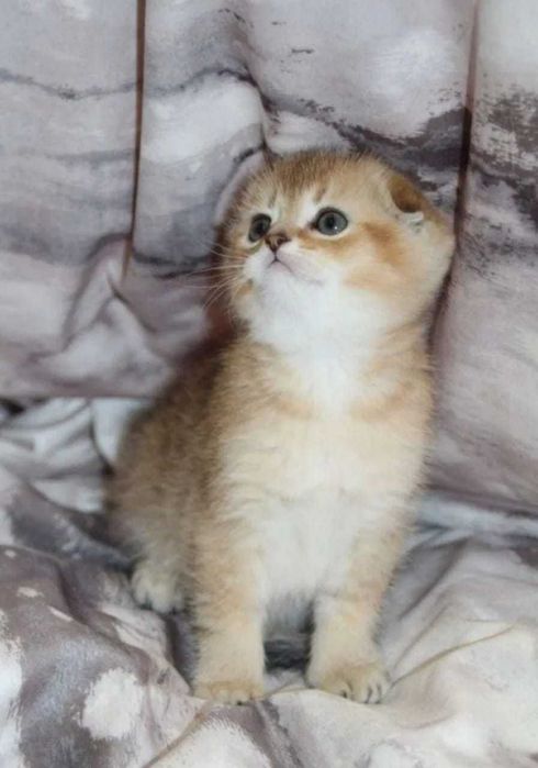 Продаются вислоухие Шиншиллы