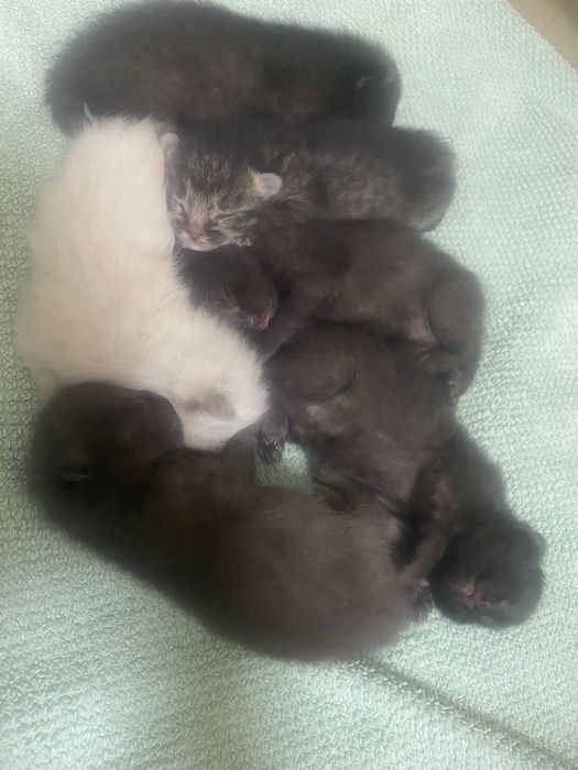 отдам в добрые руки котят