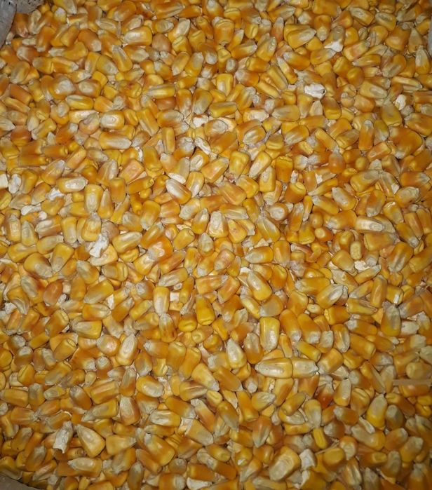 Кукуруза целая от 1кг