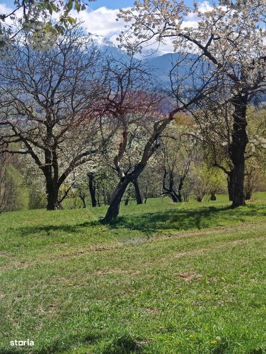 Ocazie! Teren 9735 mp Bran- Predelut / Strada Pe Tarina nr. 70A