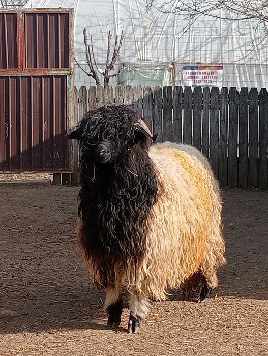 De vânzare zero șapte opt șapte opt cinci șase cinci șase trei