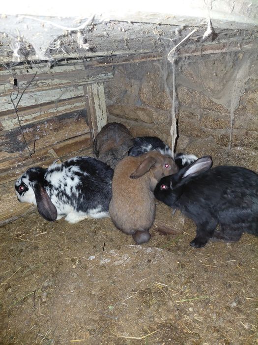 Породисти зайци ...