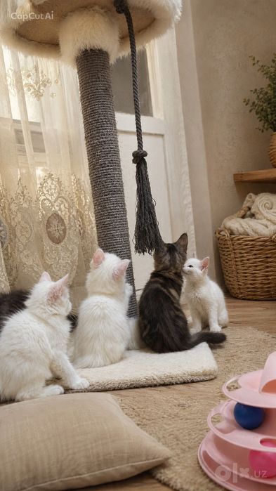 Котята породы Майн-кун