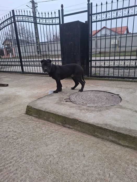 Caini amstaff de vanzare