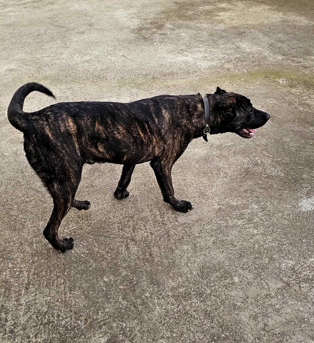 Кане Корсо х Алабай на 11 месеца