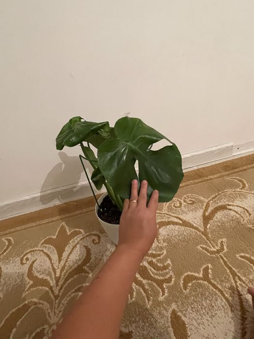 Үй гүлдері, продается комнатные растения