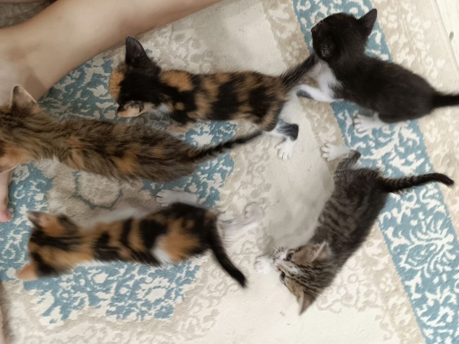 Котята с кошкой.