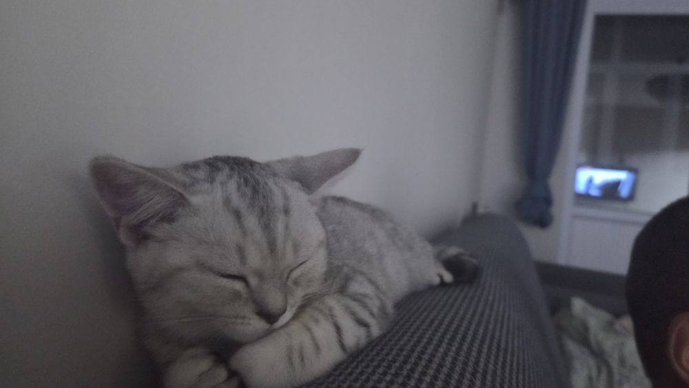 Породистая кошка